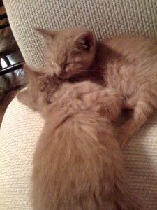 Rhys and Owen, curled up against each other.