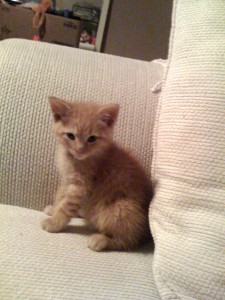 Owen, a ginger-colored less-fluffy tabby