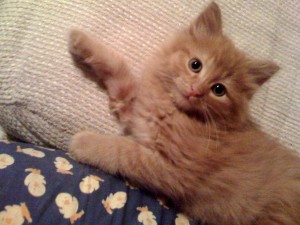 Rhys, a ginger-colored fluffy tabby